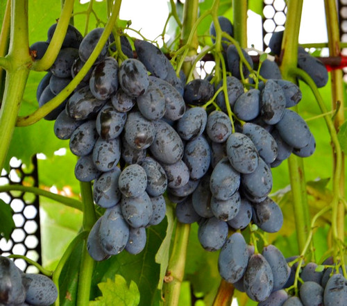 грозди винограда Блэк Гранд, Black Grand