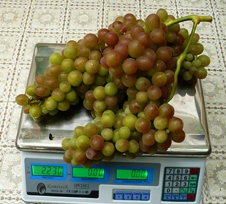 рекордная гроздь сорта винограда Блестящий