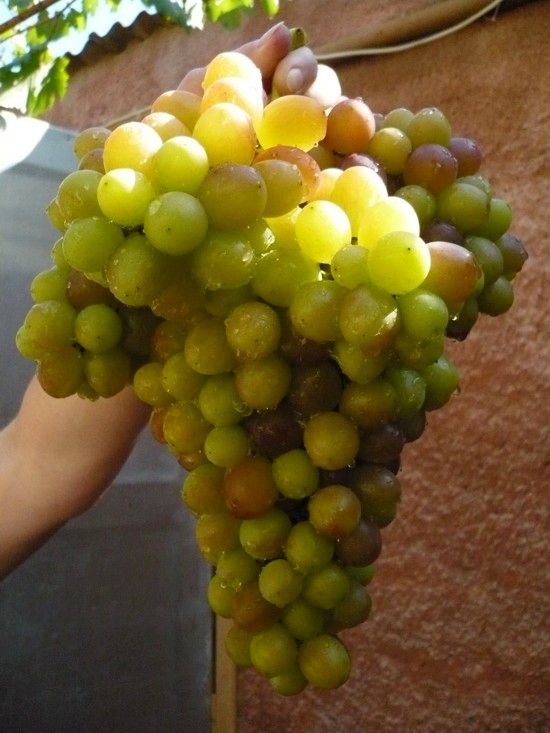 гроздь сорта винограда Блестящий