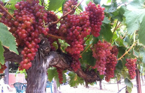 плодоношение сорта винограда Blush seedless