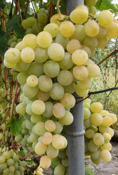 гроздь винограда Богатяновский