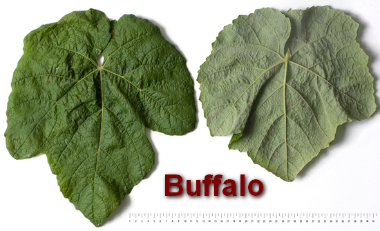 типичный лист сорта винограда Буффало
