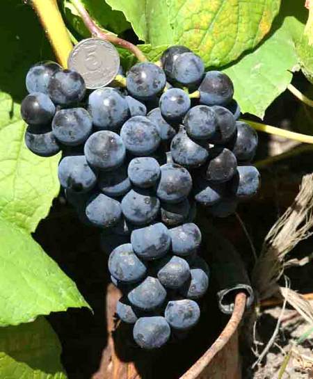 гроздь винограда Буффало