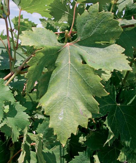 типичный лист сорта винограда Кардинал