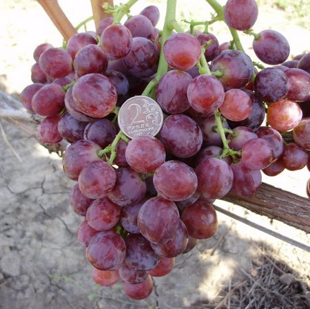 виноград Кардинал калифорнийский гроздь