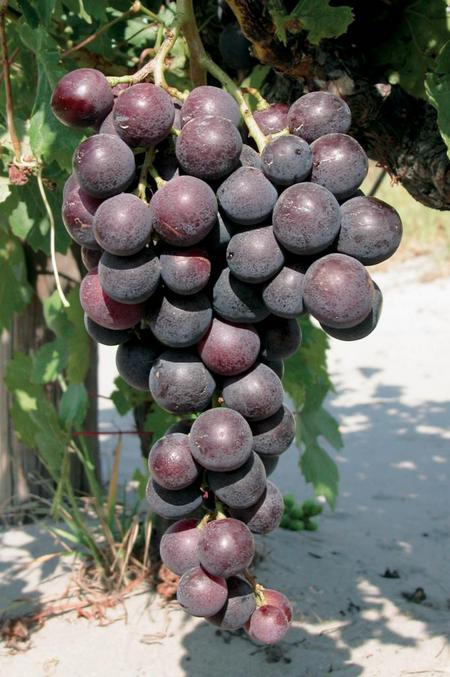 гроздь винограда Кардинал