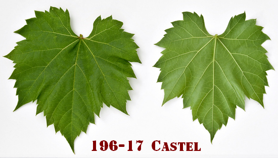 лист подвоя винограда Кастель 196-17