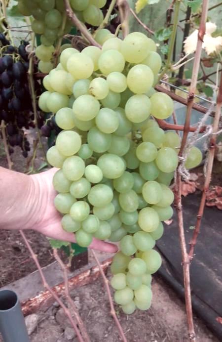 гроздь гибридной формы винограда Чегем