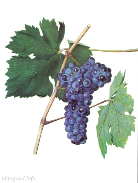 Сорт винограда Цимлянский чёрный