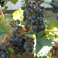 виноград Цимлянский чёрный