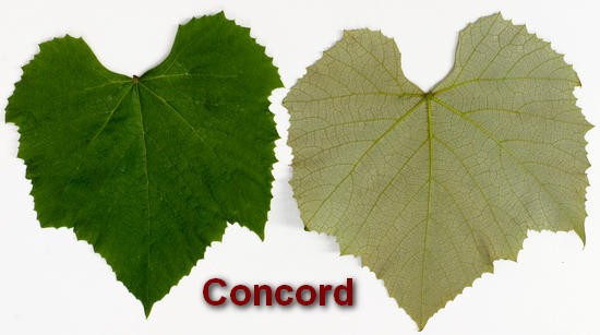 лист сорта винограда Конкорд