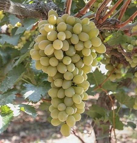 гроздь винограда Коттон кэнди