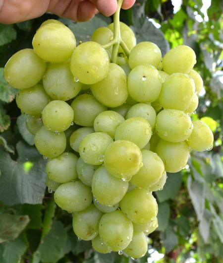 гибридная форма винограда Дарья