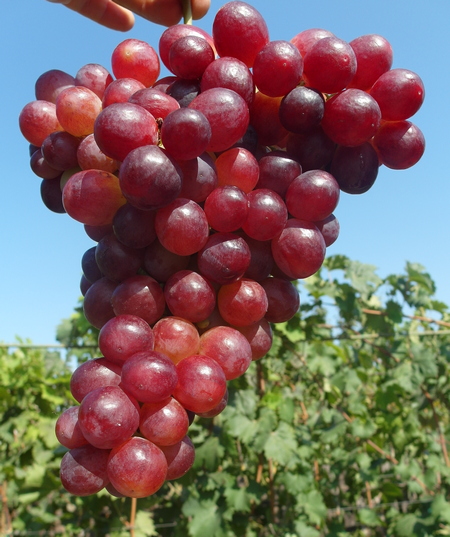 гроздь винограда Дарвика, Калугина В.М.