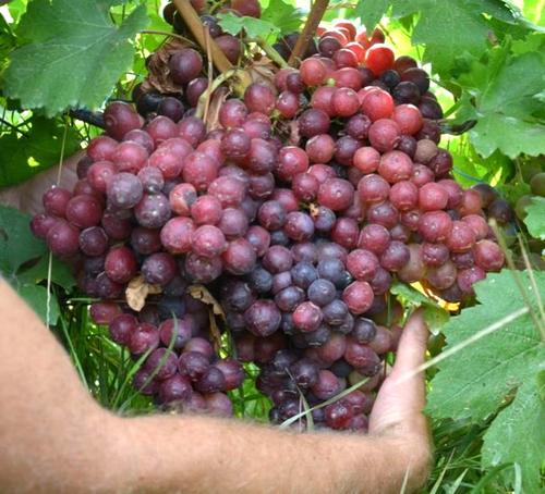грозди винограда Дарвика