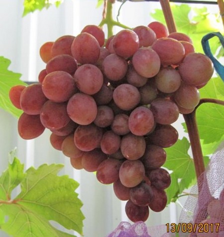 гроздь сорта винограда Дашуня