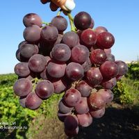 гроздь винограда мускат де кодру