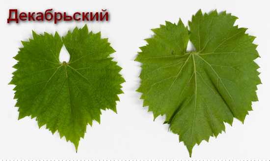 типичный лист сорта винограда Декабрьский