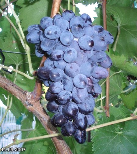 гроздь сорта винограда Декабрьский
