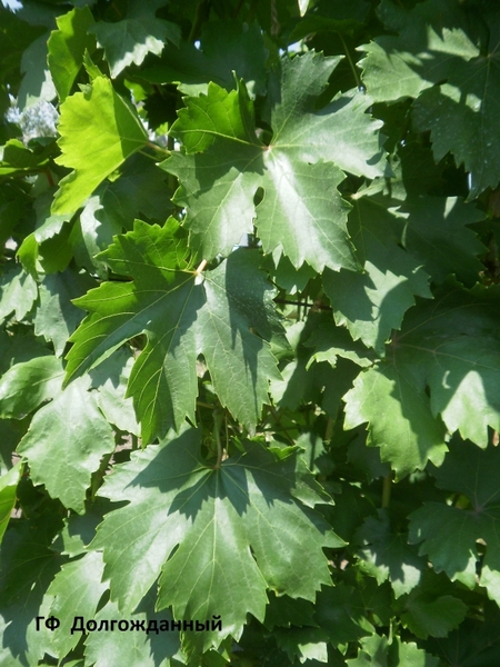 типичный лист гибридной формы винограда Долгожданный