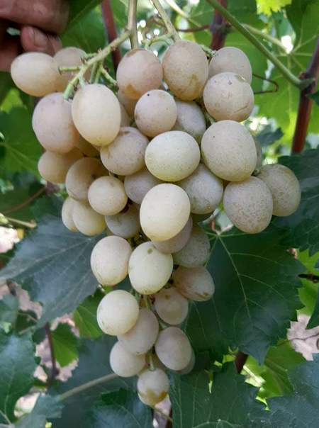 грозди сорта винограда Универсал (Донус)