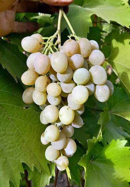 гроздь сорта винограда Донус (Универсал)