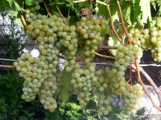 плодоношение сорта винограда Дружба