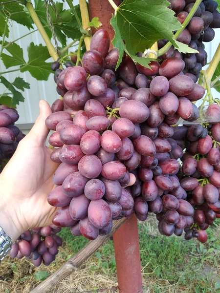 грозди винограда Дунав