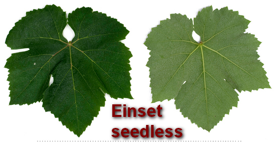 лист винограда Einset seedless (Эйнсет сидлис)