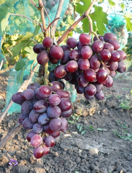 гибридная форма винограда Эверест