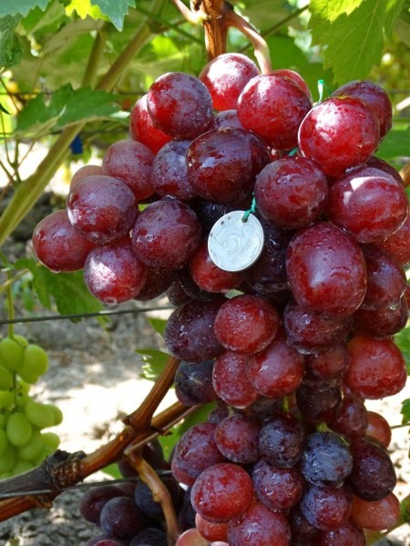 Виноград Эверест описание сорта, урожайность, фото и отзывы