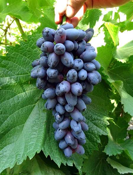 гроздь сорта винограда Фэйз сидлис, Вера, Faith