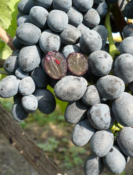 гроздь и ягода в разрезе сорта винограда Фэйз сидлис, Вера, Faith