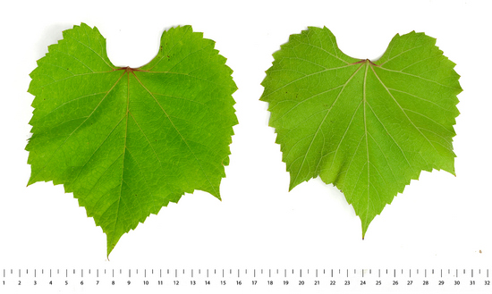 лист подвойного сорта винограда Fercal