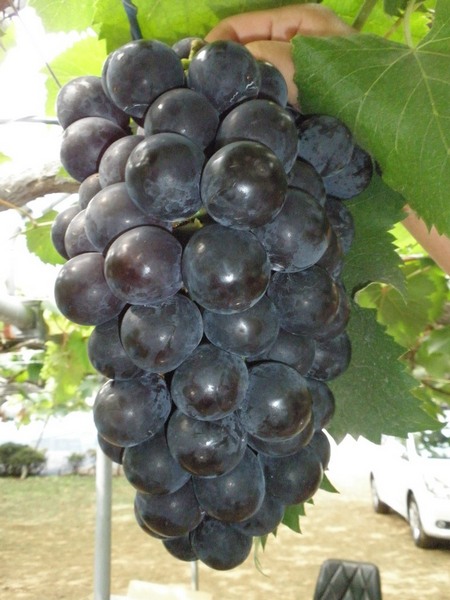 гроздь винограда Fujiminori