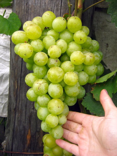 гроздь гибридной формы винограда Светлана (FVR-7-9)