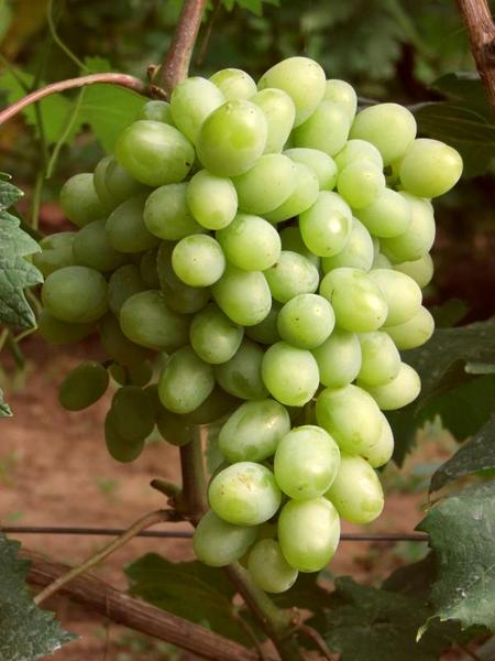 гроздь сорта винограда Галахад