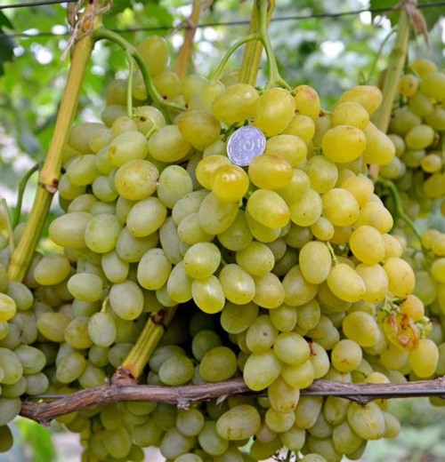 плодоношение куста сорта винограда Галахад