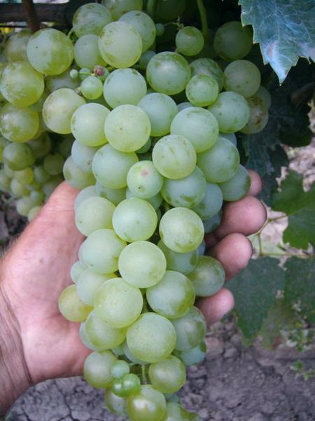 универсальный виноград Галан