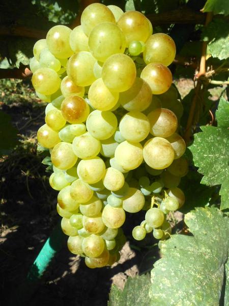 виноград Галан болгарский сорт