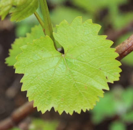 типичный лист сорта винограда Галбена ноу (Золотинка)