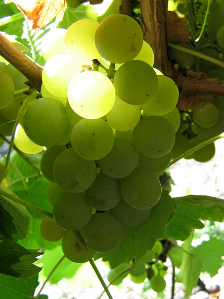 виноград Гайлюне