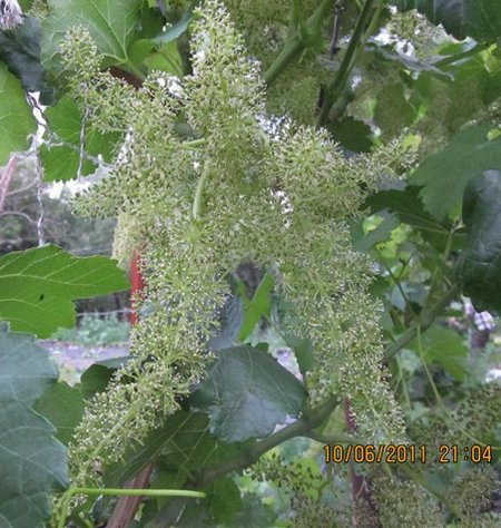 соцветие сорта винограда ГиС-1-31