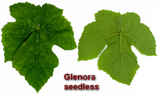 типичный лист сорта винограда Гленора сидлис