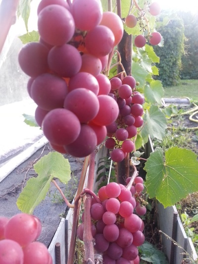 урожай прибалтийского винограда Гуна
