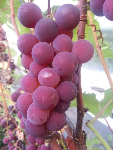 Гроздь сорта винограда Гуна