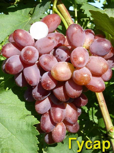 гибридная форма винограда Гусар (Гусева С.Э.)