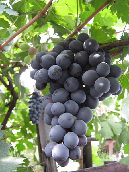 Гузаль кара гроздь винограда