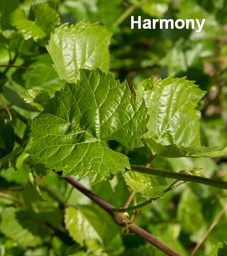 лист виноградного подвоя Harmony