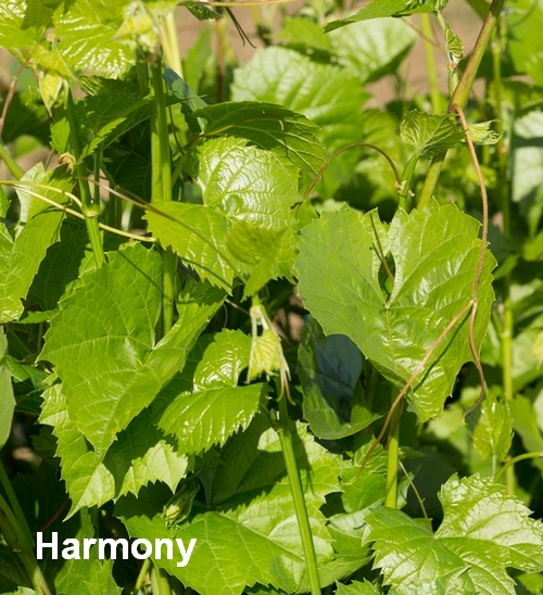 лист подвоя винограда Harmony